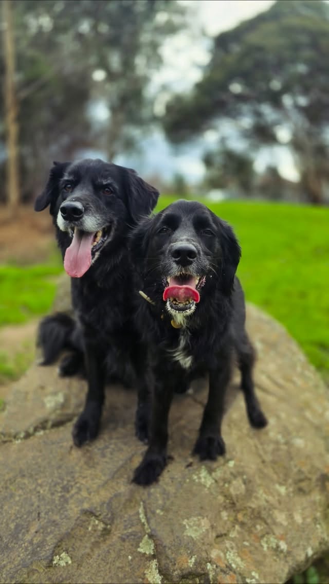 Two black dogs sitting together in a PFAW Instagram post