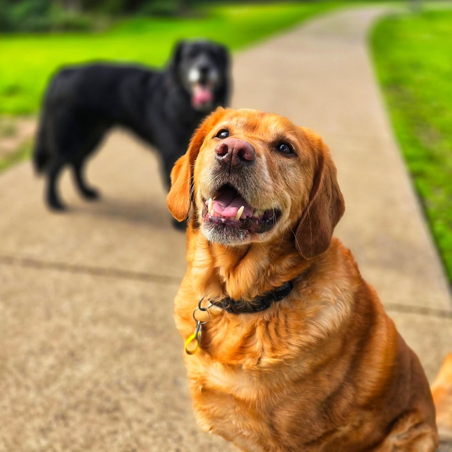 A golden dog and a black dog outdoors at Paws For A While