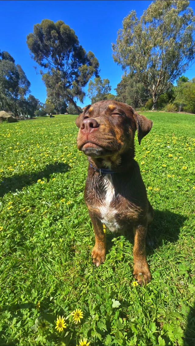 A young brown dog sitting in sunlit grass in a PFAW Instagram post